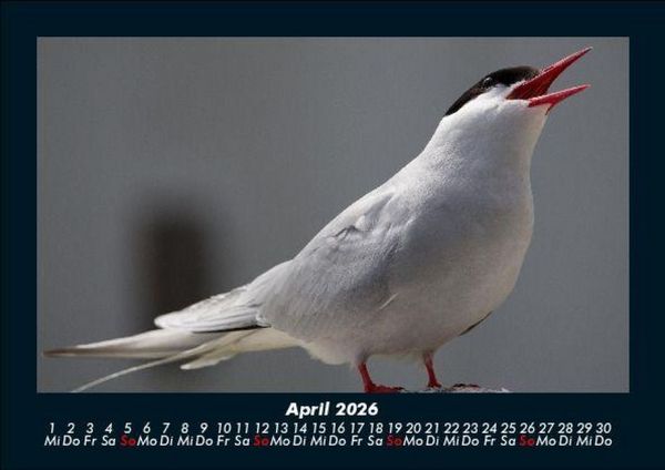 Produktbild: Welt der V&ouml;gel 2026 Fotokalender DIN A5