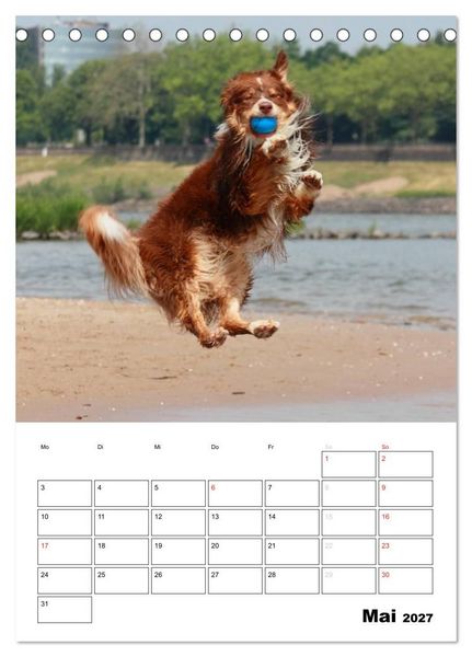 Produktbild: Australian Shepherd (Tischkalender 2027 DIN A5 hoch), CALVENDO Monatskalender