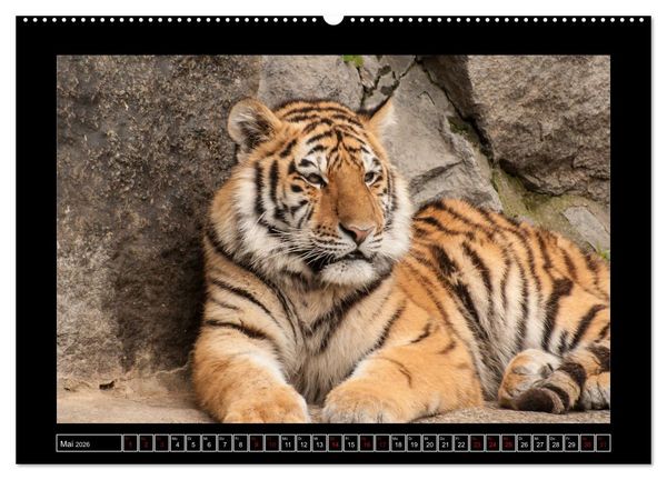 Produktbild: Tiger, L&ouml;we und Co. (hochwertiger Premium Wandkalender 2026 DIN A2 quer), Kunstdruck in Hochglanz