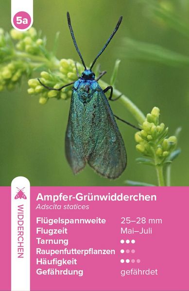 Produktbild: Einheimische Schmetterlinge &ndash; das Quartett-Spiel