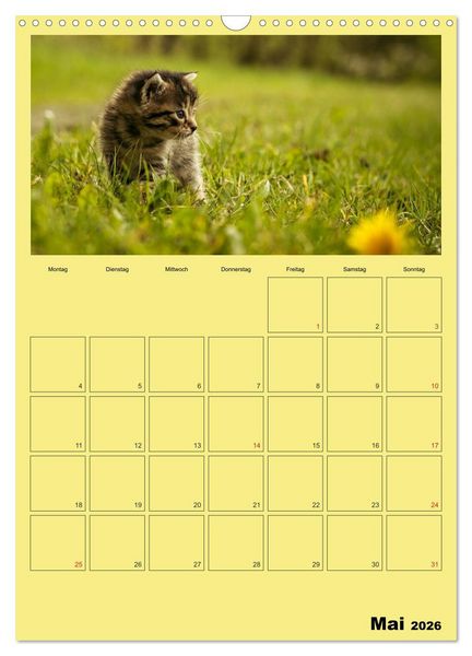 Produktbild: Mit Katzen durchs Jahr / Planer (Wandkalender 2026 DIN A3 hoch), CALVENDO Monatskalender
