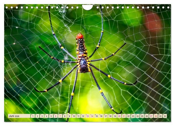 Produktbild: Spinnennetze - Wunder der Natur (Wandkalender 2026 DIN A4 quer), CALVENDO Monatskalender