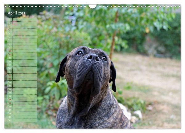 Produktbild: Dogo Canario (Wandkalender 2027 DIN A3 quer), CALVENDO Monatskalender