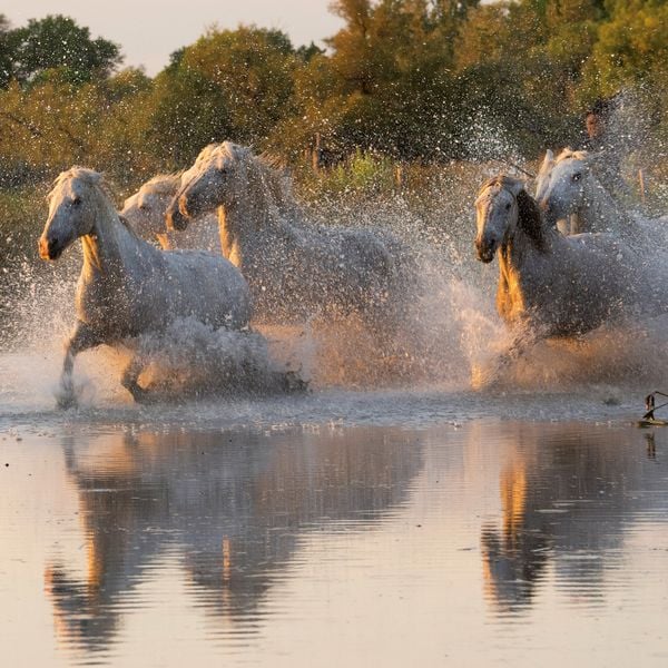 Produktbild: Pferde / Horses 2027