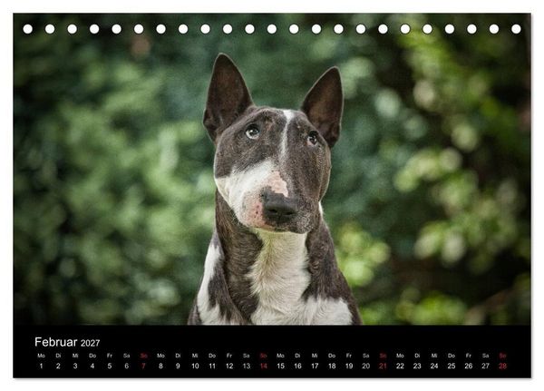 Produktbild: Bullterrier (Tischkalender 2027 DIN A5 quer), CALVENDO Monatskalender
