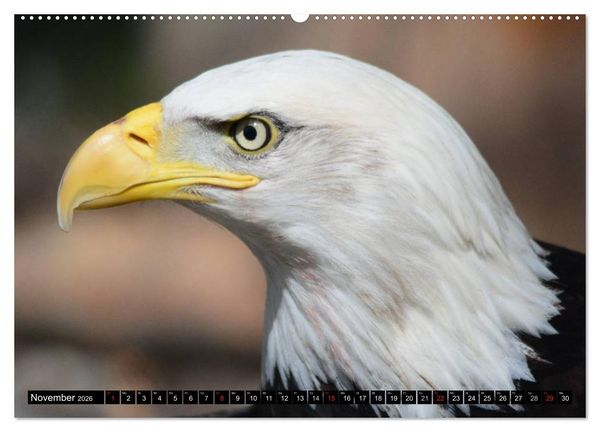 Produktbild: Adler und Greife - K&ouml;nige des Himmels (hochwertiger Premium Wandkalender 2026 DIN A2 quer), Kunstdruck in Hochglanz