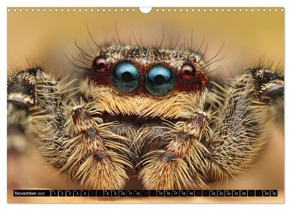 Produktbild: Jumping Spiders (Wall Calendar 2027 DIN A3 landscape), CALVENDO 12 Month Wall Calendar