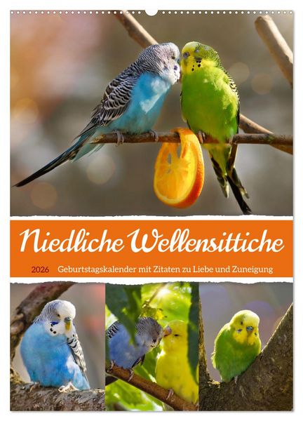 Produktbild: Niedliche Wellensittiche (Wandkalender 2026 DIN A2 hoch), CALVENDO Monatskalender