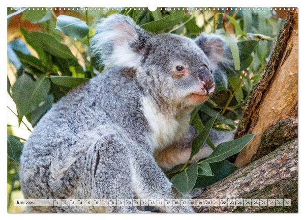 Produktbild: Australien - Kontraste (Wandkalender 2026 DIN A2 quer), CALVENDO Monatskalender