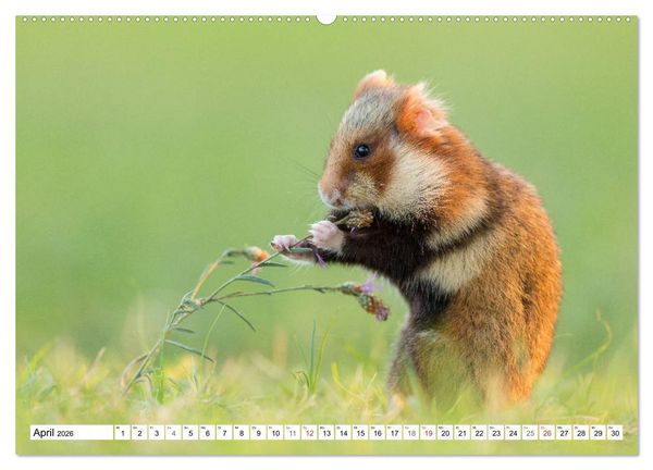 Produktbild: Herzige Feldhamster - farbenfrohe Nagetiere im st&auml;dtischen Lebensraum (hochwertiger Premium Wandkalender 2026 DIN A2 quer), Kunstdruck in Hochglanz