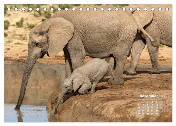 Produktbild: Afrikas Tierwelt: Elefantenbabys (Tischkalender 2027 DIN A5 quer), CALVENDO Monatskalender