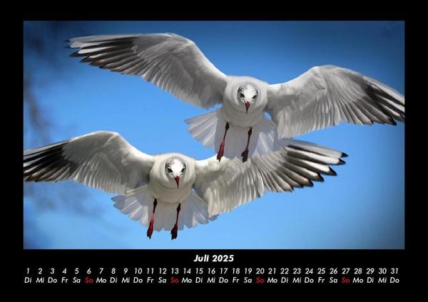 Produktbild: M&ouml;wen 2025 Fotokalender DIN A3