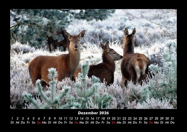 Produktbild: Tierkalender 2026 Fotokalender DIN A3