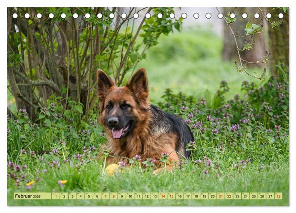 Produktbild: Altdeutsche Sch&auml;ferhunde - Traumhafte Sch&auml;ferhunde Langstockhaar (Tischkalender 2026 DIN A5 quer), CALVENDO Monatskalender