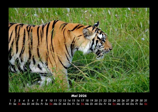 Produktbild: Tiger 2026 Fotokalender DIN A3