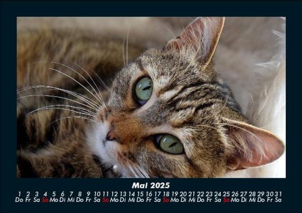 Produktbild: F&uuml;r Katzenfreunde 2025 Fotokalender DIN A5
