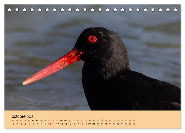 Produktbild: Oiseaux de Nouvelle-Z&eacute;lande (Calendrier de bureau 2026 DIN A5 vertical), CALVENDO calendrier mensuel