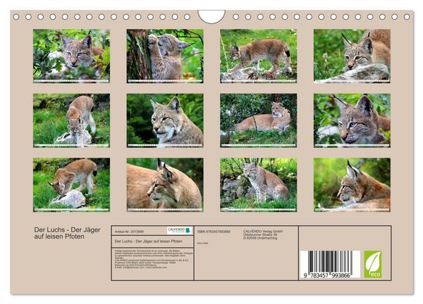 Produktbild: Der Luchs - Der J&auml;ger auf leisen Pfoten (Wandkalender 2026 DIN A4 quer), CALVENDO Monatskalender