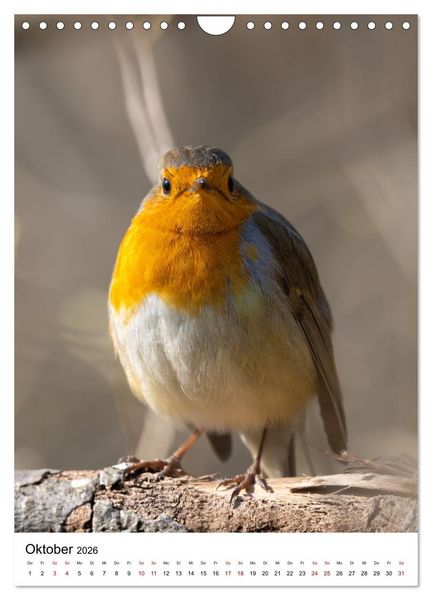Produktbild: Heimische V&ouml;gel in Ihren G&auml;rten (Wandkalender 2026 DIN A4 hoch), CALVENDO Monatskalender