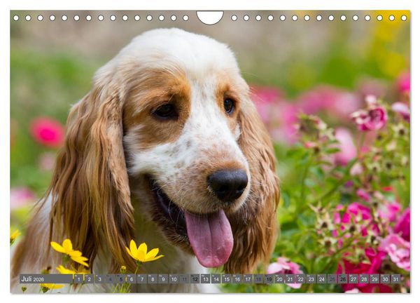 Produktbild: English Cocker Spaniels - Ein Spaziergang im Park (Wandkalender 2026 DIN A4 quer), CALVENDO Monatskalender