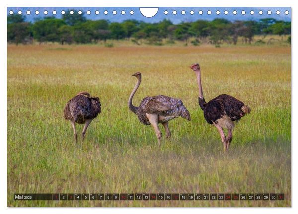 Produktbild: Abenteuer Tansania, Afrika (Wandkalender 2026 DIN A4 quer), CALVENDO Monatskalender
