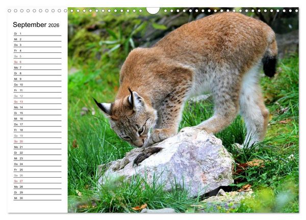 Produktbild: Der Luchs - Der J&auml;ger auf leisen Pfoten (Wandkalender 2026 DIN A3 quer), CALVENDO Monatskalender
