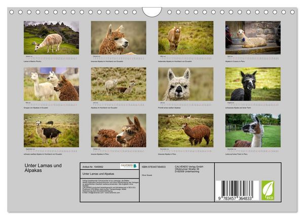 Produktbild: Unter Lamas und Alpakas (Wandkalender 2026 DIN A4 quer), CALVENDO Monatskalender