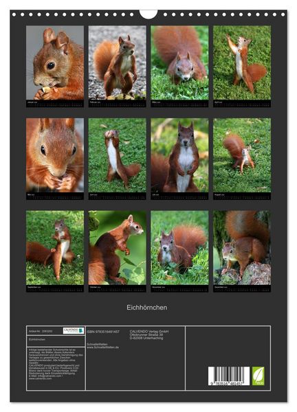 Produktbild: Eichh&ouml;rnchen (Wandkalender 2026 DIN A3 hoch), CALVENDO Monatskalender