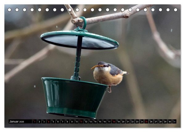 Produktbild: Gartenv&ouml;gel (Tischkalender 2026 DIN A5 quer), CALVENDO Monatskalender