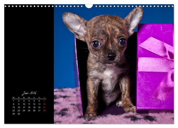 Produktbild: Chihuahua Welpen und Freunde (Wandkalender 2026 DIN A3 quer), CALVENDO Monatskalender