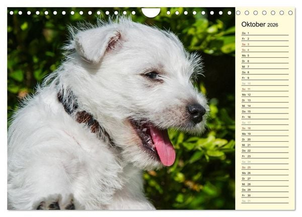 Produktbild: Kobold auf 4 Pfoten - West Highland White Terrier (Wandkalender 2026 DIN A4 quer), CALVENDO Monatskalender