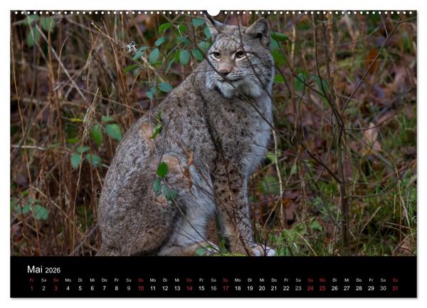 Produktbild: Der Luchs (Wandkalender 2026 DIN A2 quer), CALVENDO Monatskalender