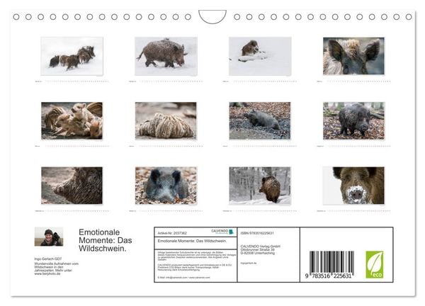 Produktbild: Emotionale Momente: Das Wildschwein. (Wandkalender 2026 DIN A4 quer), CALVENDO Monatskalender