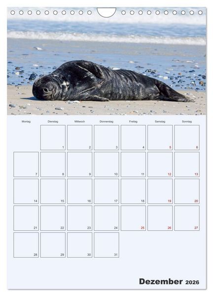 Produktbild: Wildes Leben auf Helgoland (Wandkalender 2026 DIN A4 hoch), CALVENDO Monatskalender