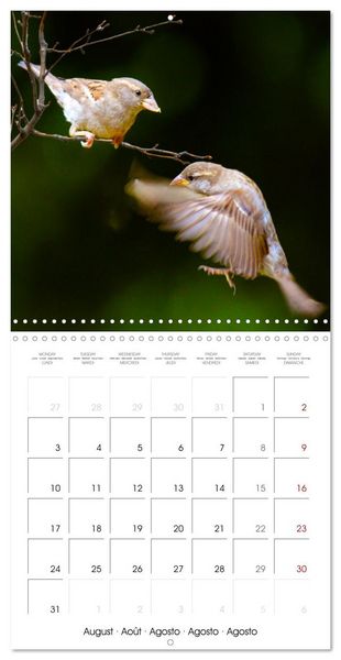 Produktbild: The Wild Sparrow Gang (Wall Calendar 2026 12 &times; 12 Inch) CALVENDO 12 Month Wall Calendar