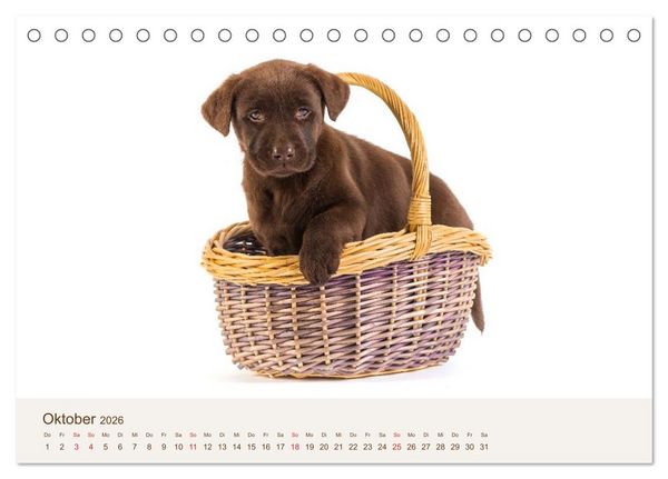 Produktbild: Labrador - Welpen (Tischkalender 2026 DIN A5 quer), CALVENDO Monatskalender
