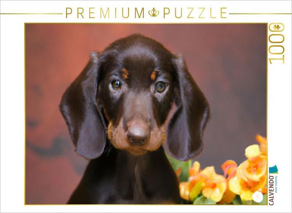 Produktbild: CALVENDO Puzzle Dackel | 1000 Teile Lege-Gr&ouml;&szlig;e 64x48cm Foto-Puzzle f&uuml;r gl&uuml;ckliche Stunden