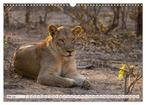 Produktbild: Afrikas Tierwelt - L&ouml;wen (Wandkalender 2026 DIN A3 quer), CALVENDO Monatskalender