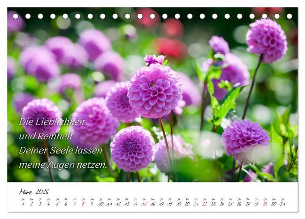 Produktbild: Dahlien Poesie (Tischkalender 2026 DIN A5 quer), CALVENDO Monatskalender