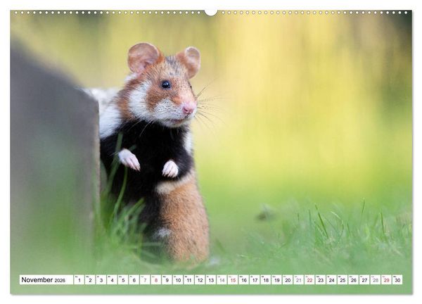 Produktbild: Herzige Feldhamster - farbenfrohe Nagetiere im st&auml;dtischen Lebensraum (hochwertiger Premium Wandkalender 2026 DIN A2 quer), Kunstdruck in Hochglanz
