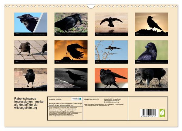 Produktbild: Rabenschwarze Impressionen - meike-ajo-dettlaff.de via wildvogelhlfe.org (Wandkalender 2026 DIN A3 quer), CALVENDO Monatskalender
