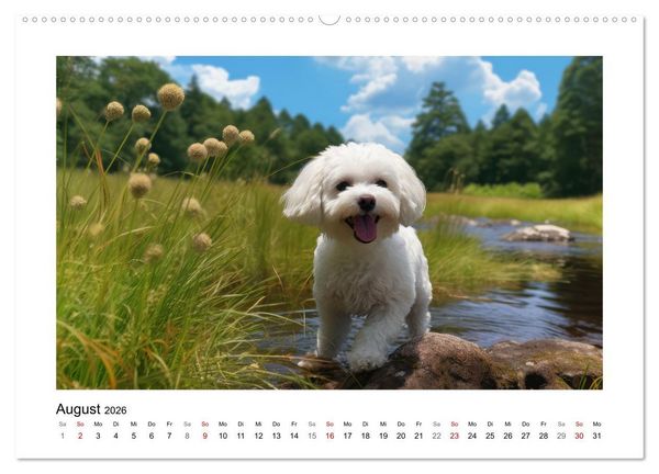 Produktbild: Bichon fris&eacute;, wei&szlig;e H&uuml;ndchen mit lockigem Haar (Wandkalender 2026 DIN A2 quer), CALVENDO Monatskalender