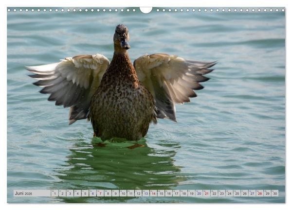 Produktbild: Der malerische Pf&auml;ffikersee (Wandkalender 2026 DIN A3 quer), CALVENDO Monatskalender