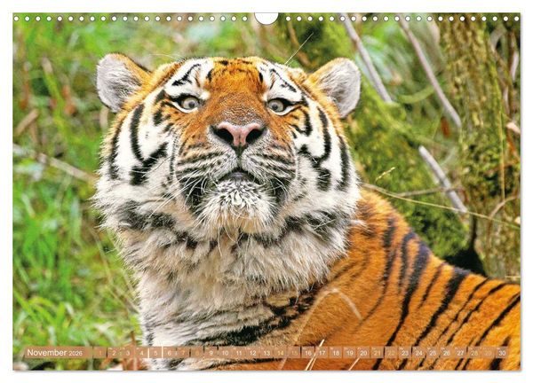 Produktbild: Tiger: Gestreifte J&auml;ger (Wandkalender 2026 DIN A3 quer), CALVENDO Monatskalender