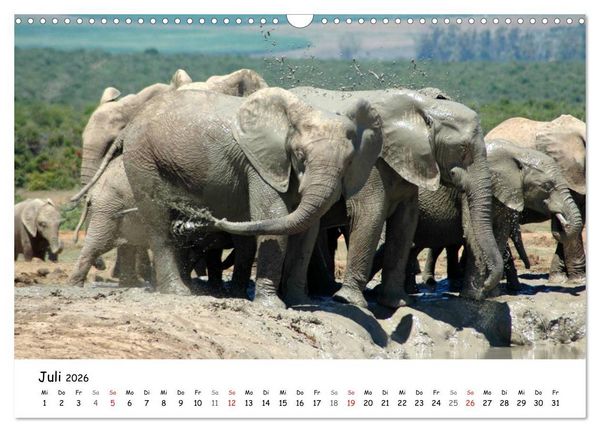 Produktbild: Afrikanische Elefanten in ADDO (Wandkalender 2026 DIN A3 quer), CALVENDO Monatskalender