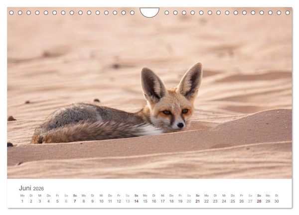 Produktbild: Impressionen - Wei&szlig;e W&uuml;ste (Wandkalender 2026 DIN A4 quer), CALVENDO Monatskalender