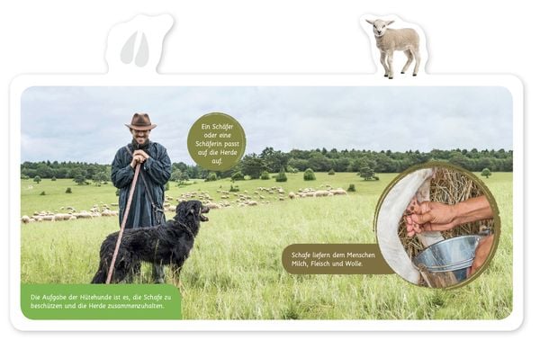 Produktbild: Das Schaf