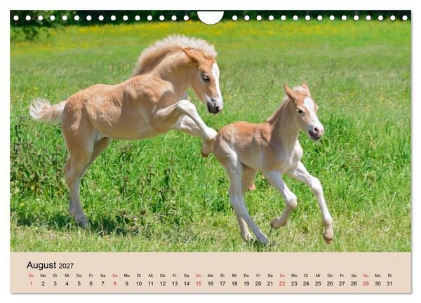 Produktbild: Haflinger Fohlen (Wandkalender 2027 DIN A4 quer), CALVENDO Monatskalender