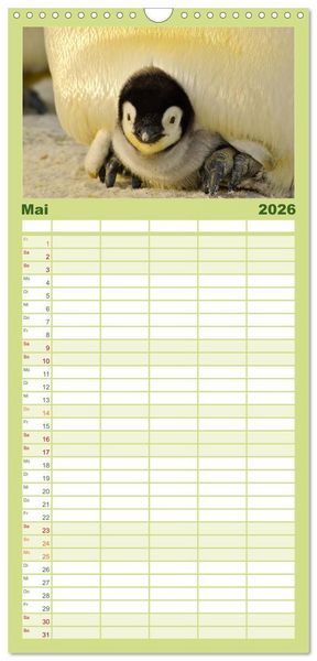 Produktbild: Familienplaner 2026 - Pinguine - Watscheln im festlichen Kleid mit 5 Spalten (Wandkalender, 21 x 45 cm) CALVENDO