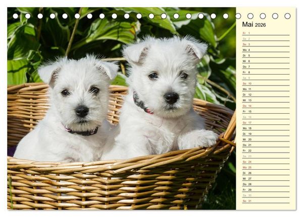 Produktbild: Kobold auf 4 Pfoten - West Highland White Terrier (Tischkalender 2026 DIN A5 quer), CALVENDO Monatskalender